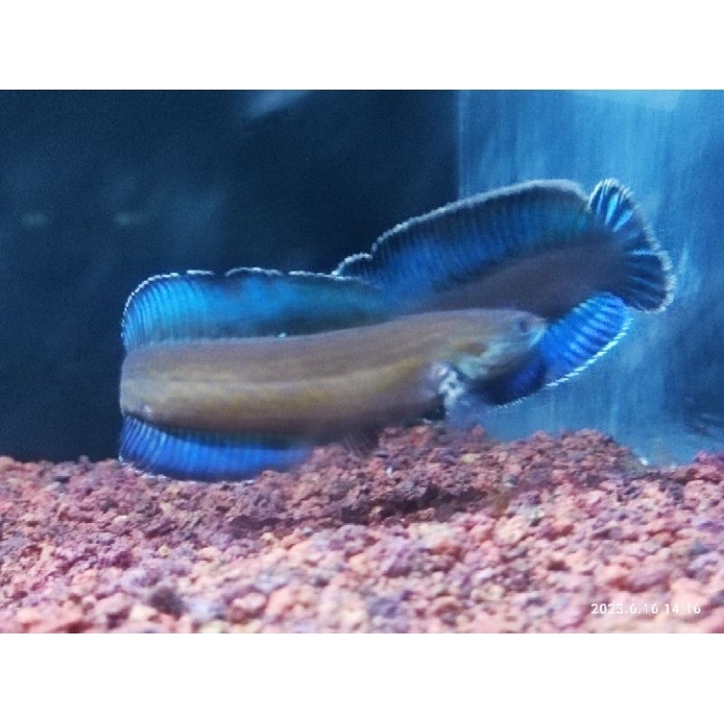ROMO PAIR/PROVEN ANDRAO 8-11 CM