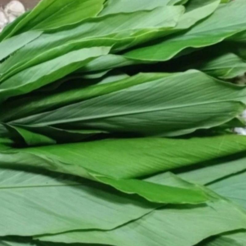 

Cod Daun Kunyit Segar 250 gr LEBAR TERBAIK .