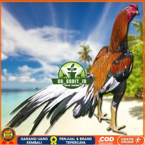 

telur ayam bangkok petarung bisa untuk di tetaskan UD_GOBIT_ID