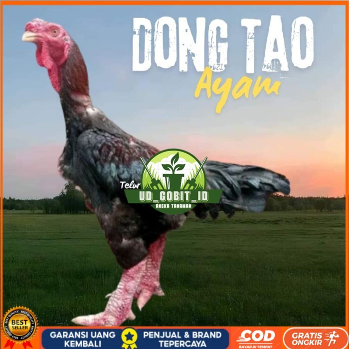 

telur ayam dong tao Vietnam ori bisa untuk di tetaskan original berkualitas UD_GOBIT_ID