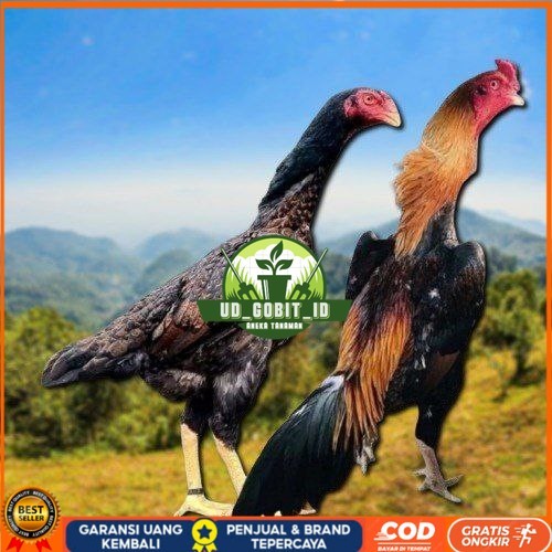 

telur tetas ayam shamo aduan jumbo UD_GOBIT_ID