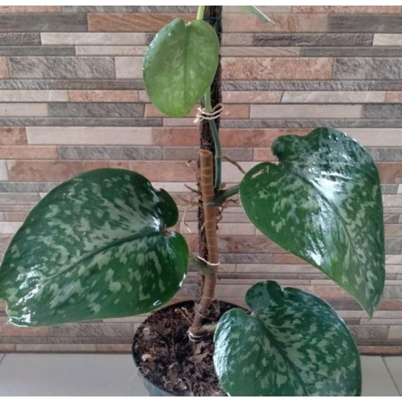 New Promo Bibit sirih gading scindapsus silver jumbo (bonggol/batang) Pucuk_Ibun_96