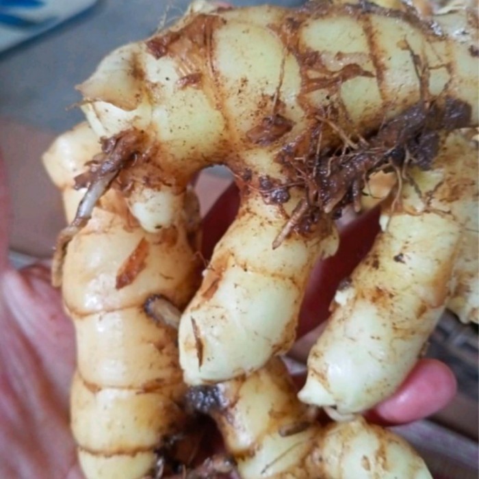 

COD Bisa COD Promo kunyit putih segar 1 kg asli organik herbal Terlaris