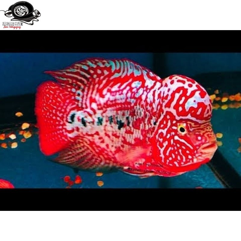 Hiasan aquarium red king kamfa lohan louhan v2 gen import Thailand
