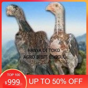 

telur tetas ayam shamo siap di tetaskan super garansi agro.bibit.unggul