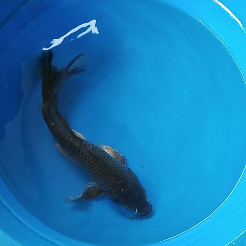 ikan koi karasu kumpay 25-27 cm