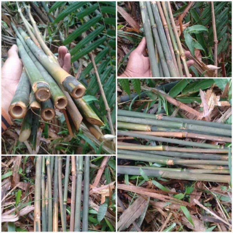 Bambu Ajir / Turus penyangga tanaman bulat .