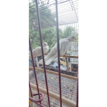 puter putih mata merah