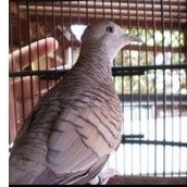 PERKUTUT SILVER JANTAN