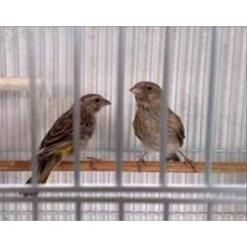 BURUNG BLACKTHROAT SEPASANG