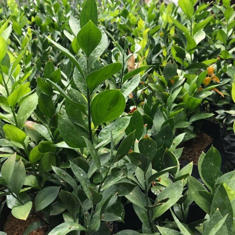 Tanaman Bunga Hias Daun RUSKUS Berakar Di Dalam Polybag - Bibit Tanaman Bunga Hidup Daun Ruscus