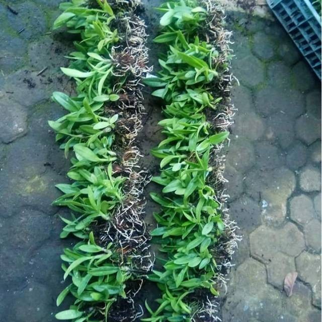 Seedling Dendrobium