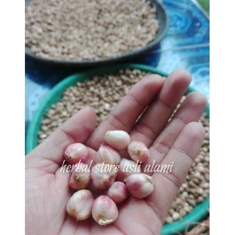 

rempah buah kapulaga segar/buah kapol segar 1 kg ready stok