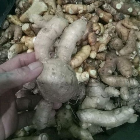 

Temu putih segar isi 1 kg.obat herbal ready