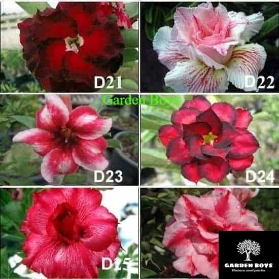 adenium grafting pilih angka D21 - D26