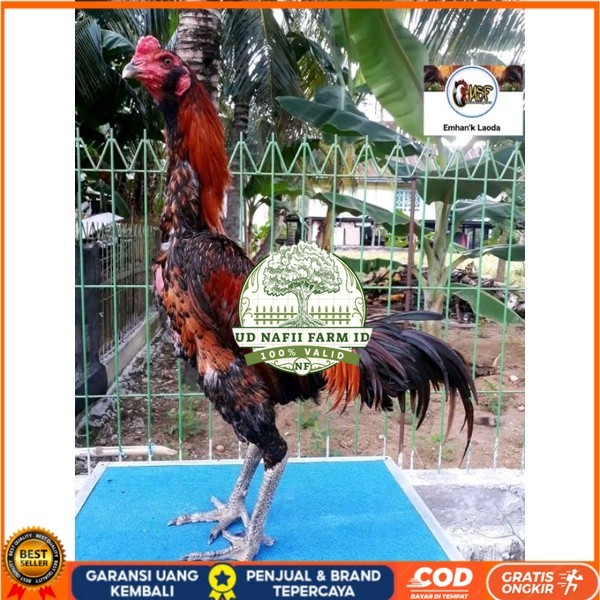 

telur tetas ayam khoyngon original berkualitas UD NAFII FARM ID