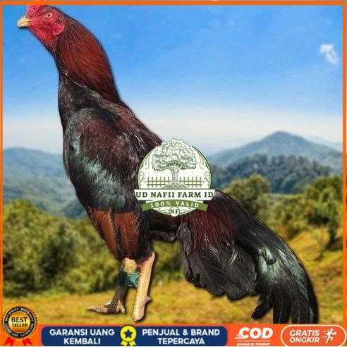 

telur tetas ayam shamo vertil valid UD NAFII FARM ID