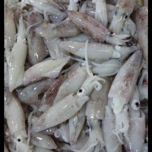 

cumi cumi segar 250gr