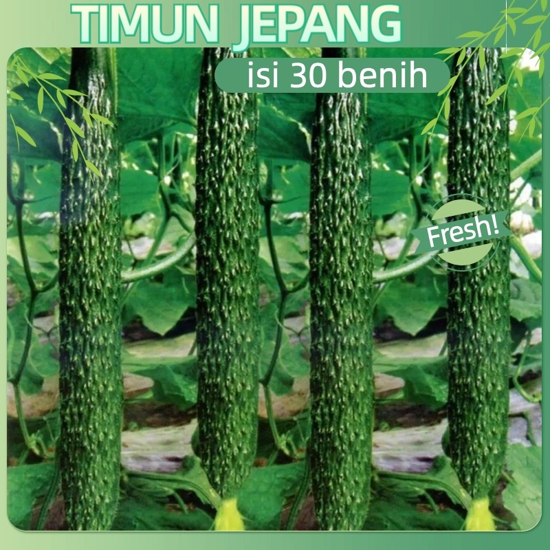 Potensi Tumbuh 95%30 Biji - Benih Timun Jepang ROBERTO F1, kaya gizi, cocok untuk diet Hibrida Sayur