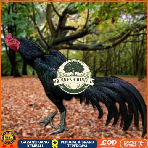 

Telur Ayam Pakhoy Brakot Vertil Siap Di Tetaskan Jaminan Super Oiginal Bergaransi UD ANEKA BIBIT ID