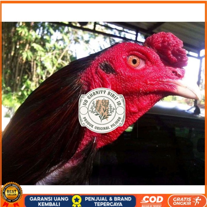 

Telur ayam bangkok ekor lidi terbaru terlaris UD GHANIYY BIBIT ID