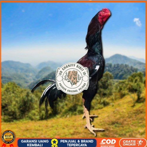 

telur tetas ayam shamo ukuran besar UD GHANIYY BIBIT ID