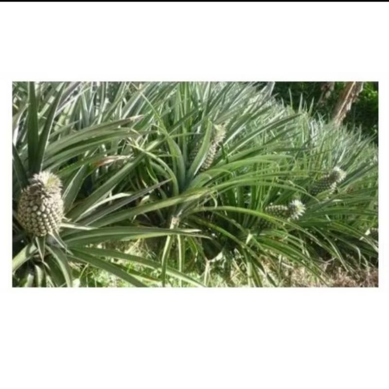 bibit nanas hijau madu asli