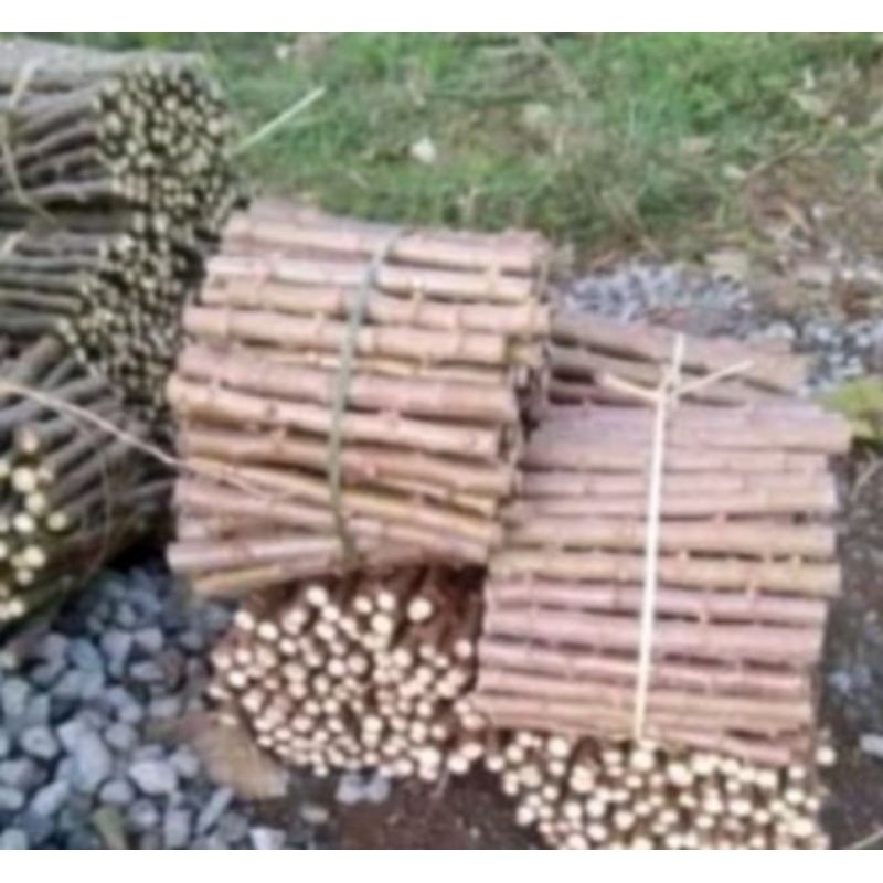 

bibit kayu singkong fres buat di tanam lagi 1kg