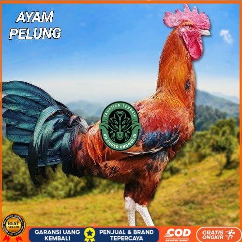 

telur ayam pelung jumbo super bisa untuk di tetaskan fertil UD_SUPER_UNGGUL_ID
