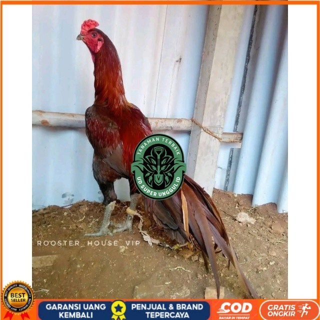 

Telur Ayam Pakhoy Jumbo Vertil Siap Di Tetaskan Jaminan Super Oiginal Bergaransi asli UD_SUPER_UNGGUL_ID