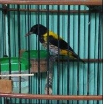 kepodang hutan jantan rawatan