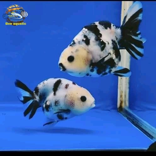 ikan koki ranchu sapi 8-10 cm PAKET SEPASANG ISI 2 hiasan aquarium aquascape