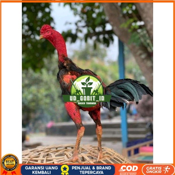 

telur Ayam Ganoi Telur fertil (terlaris) original berkualitas UD_GOBIT_ID