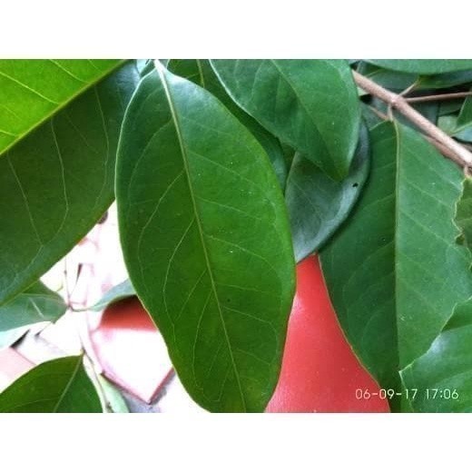 

New Promo Daun salam segar 100gr COD COD A.R