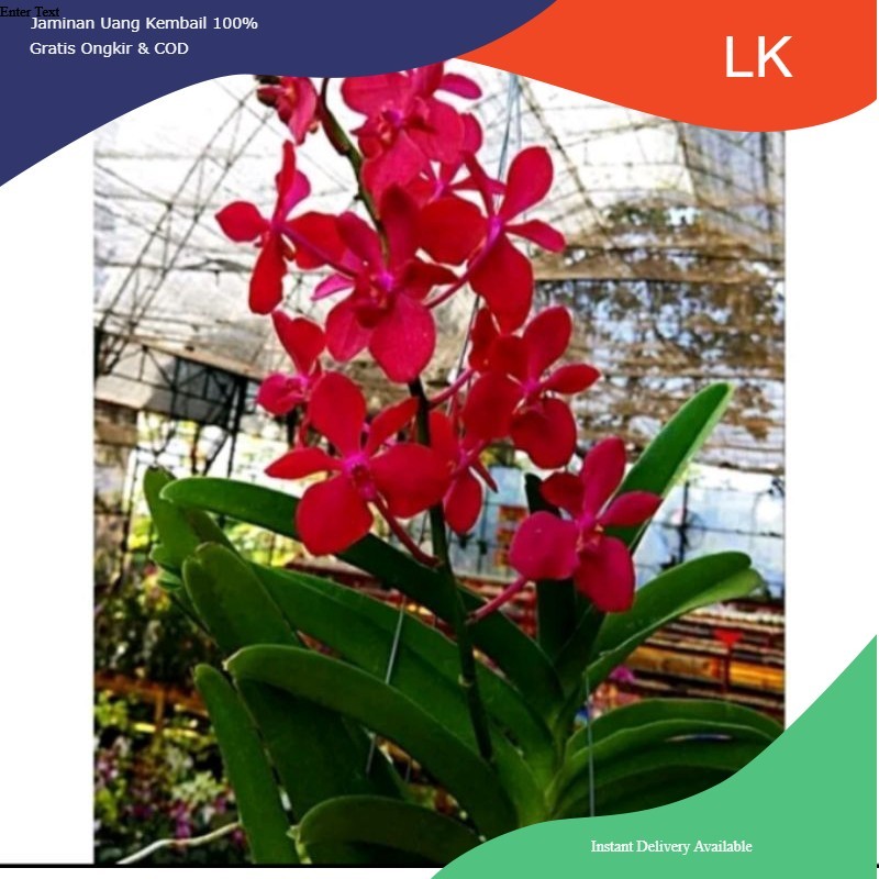 Anggrek vanda mokara LK STORE