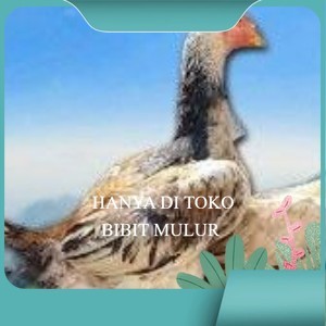

telur ayam shamo murni vertil original resmi