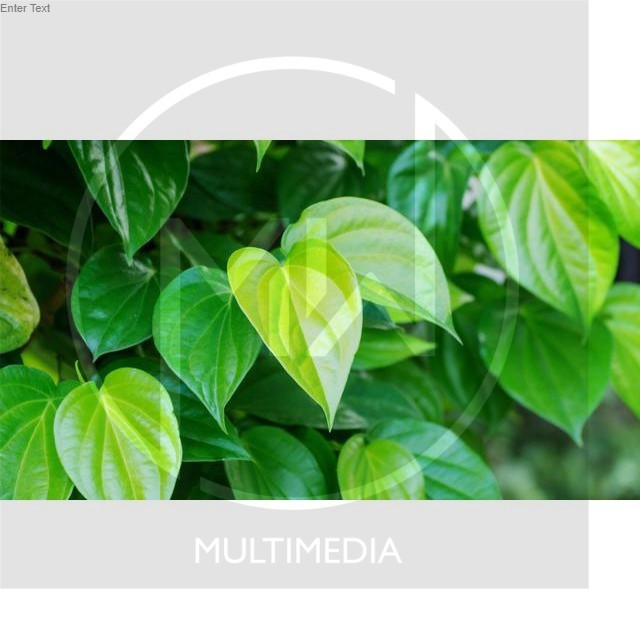 

Daun Sirih Hijau Segar