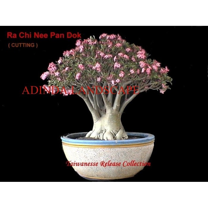 A.L Benih / BIbit / Seed RCN Adenium Arabicum Rachinee