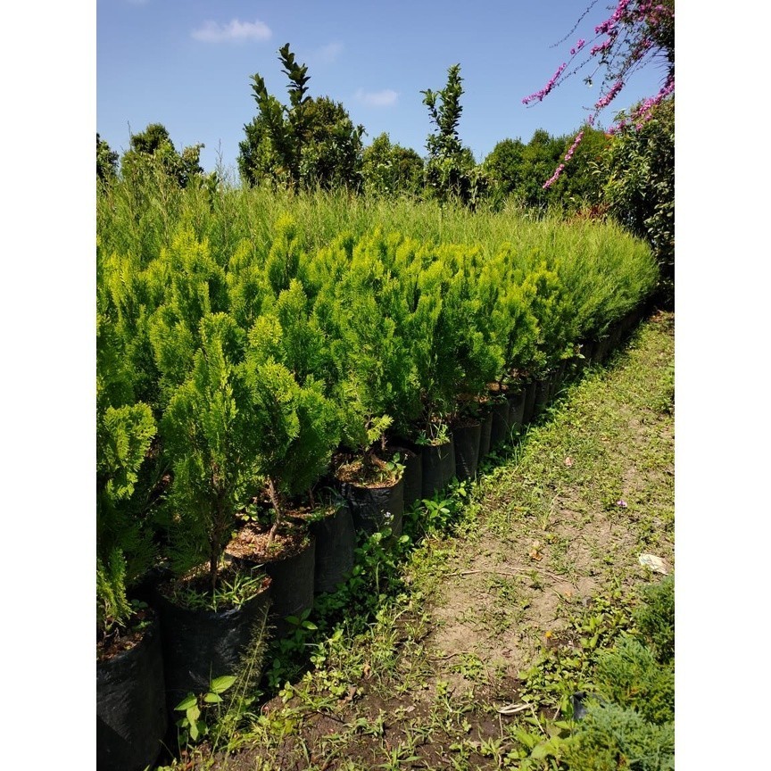 TERBARU TANAMAN CEMARA KIPAS 1 METER - CEMARA KIPAS BESAR & TINGGI - TANAMAN CEMARA TINGGI