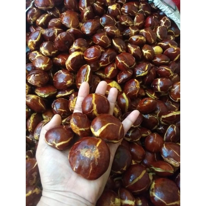 

JENGKOL TUA SUPER BISA GROSIR