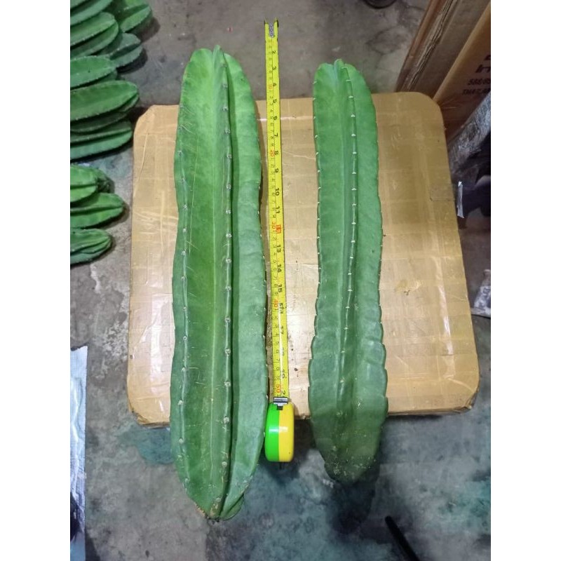 (BISA COD) tanaman hias kaktus koboi JUMBO / pohon kaktus gemoy / cactus coboy / kaktus hidup