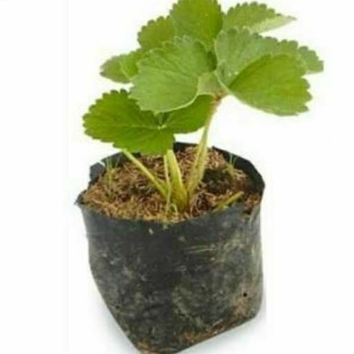 Bibit Tanaman buah Strawberry - buah strawberry