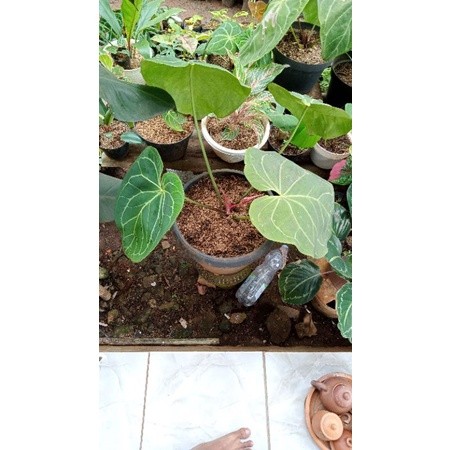 Tanaman Hias Anthurium kuping gajah batang kotak daun min-3 besar