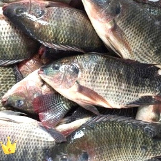 

IKAN NILA HITAM FRESH SEGAR - 500gr .