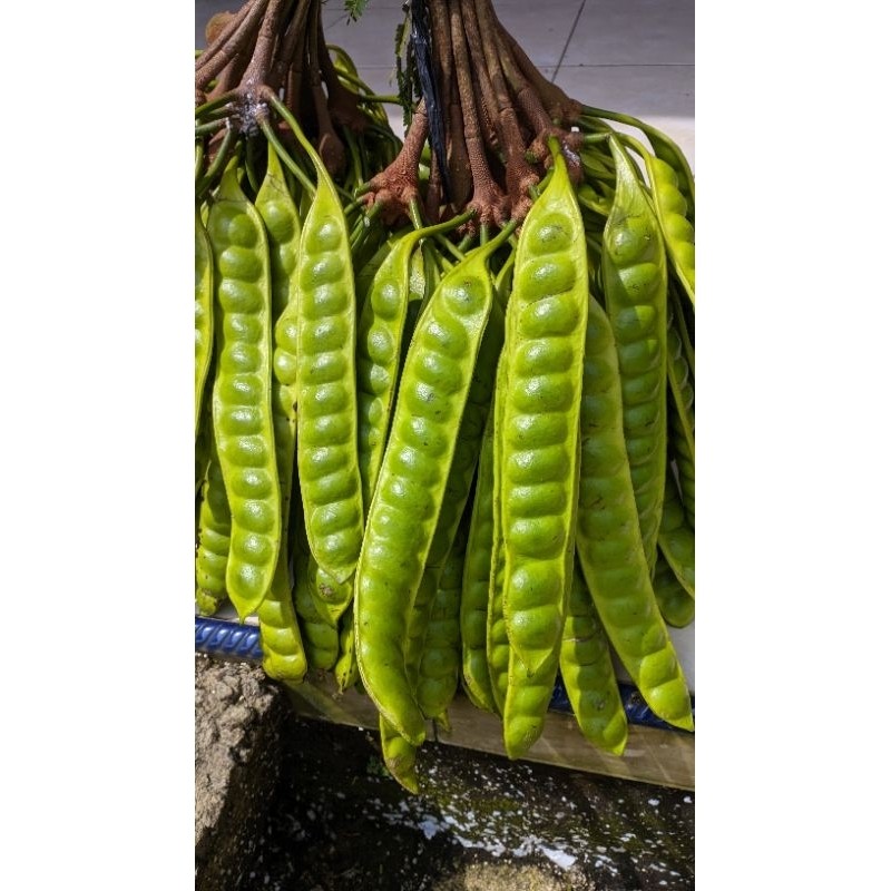 

TERLARIS BERKAH_TANI 10 pcs Pete pendek mntap TERMURAH