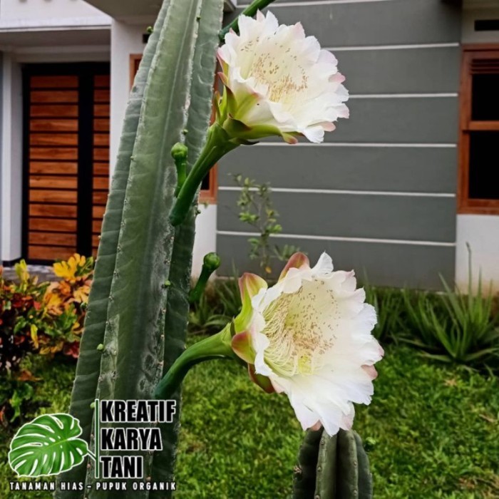 

LARIS -Kaktus koboi tanpa duri satu set isi 3 - paket satu set kaktus koboi