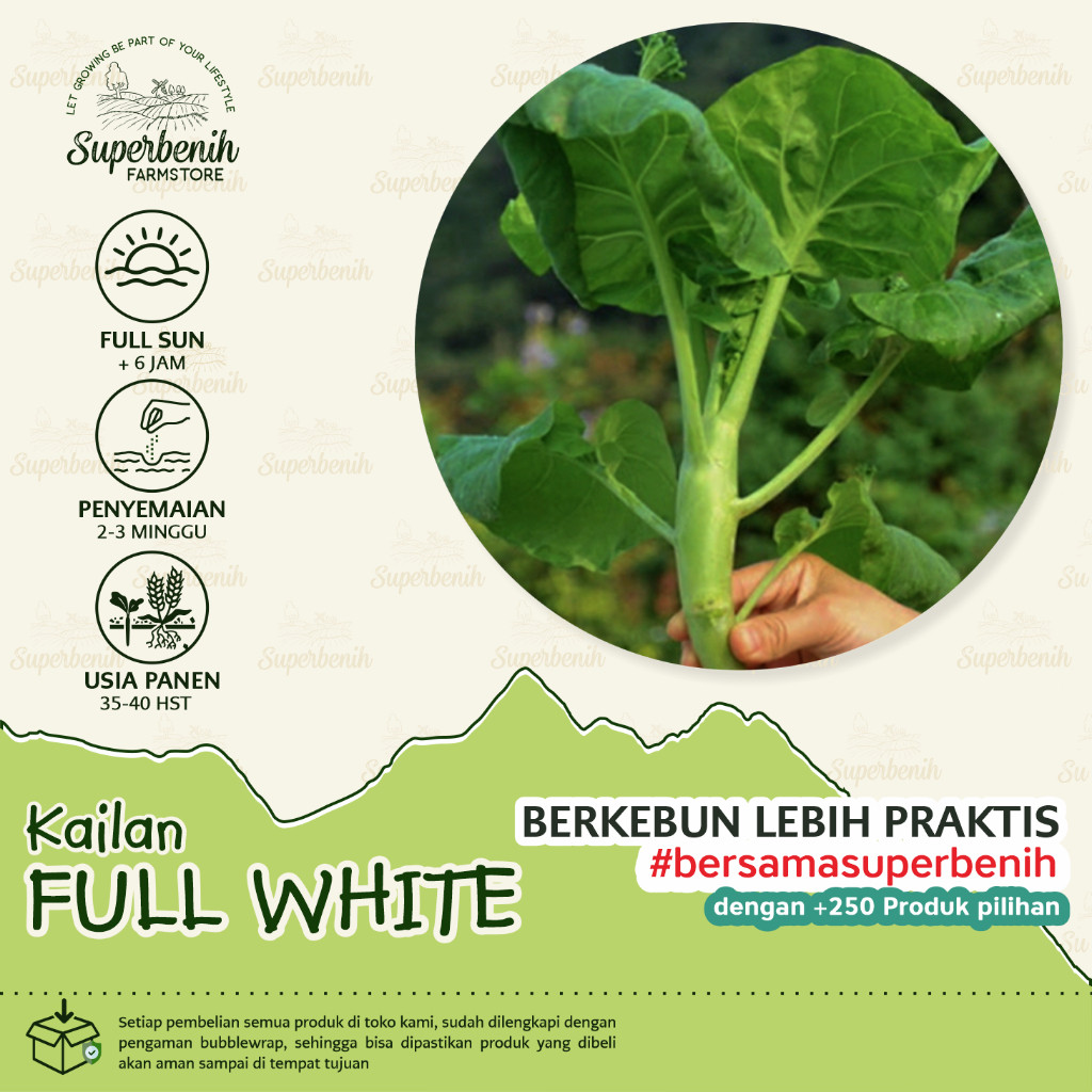 [Free gift]100 Biji - Benih Kailan FULL WHITE batang besar