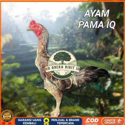 

telur ayam Pama iq untuk di tetaskan UD ANEKA BIBIT ID