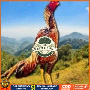 

telur tetas ayam shamo super jumbo super garansi UD ANEKA BIBIT ID