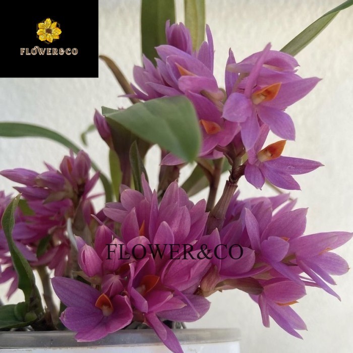 Anggrek dendrobium mini hibiki